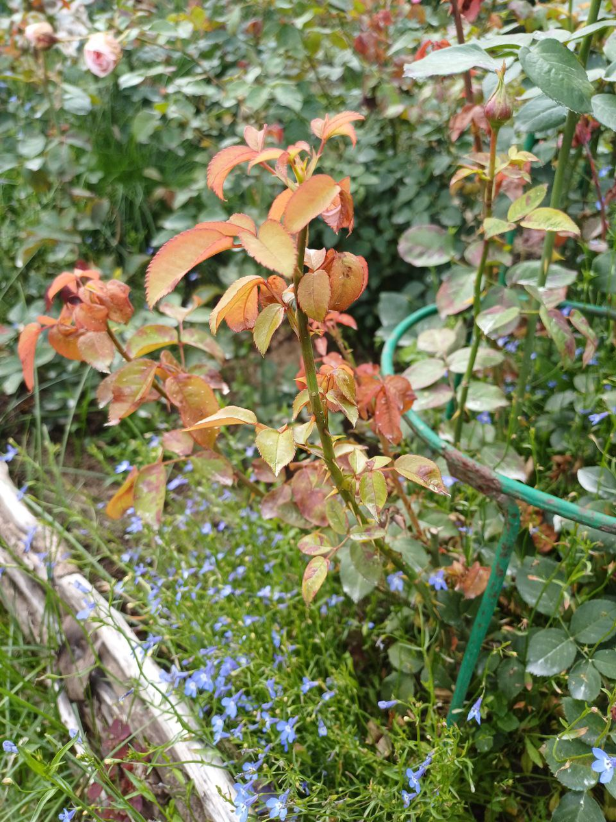 все сорта роз  можно купить в нашем интернет магазине rozarium.biz