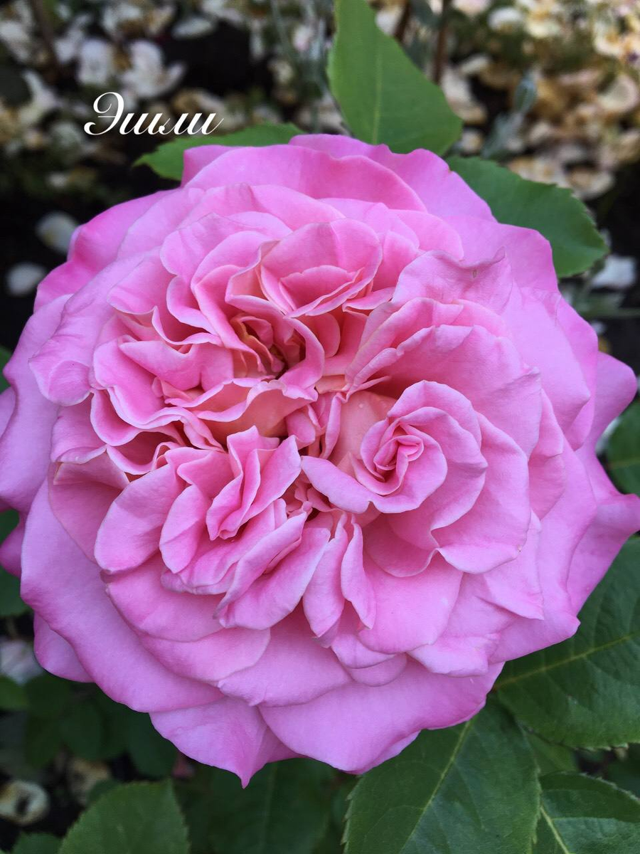 Все сорта роз можно купить в нашем интернет магазин – rozarium.biz