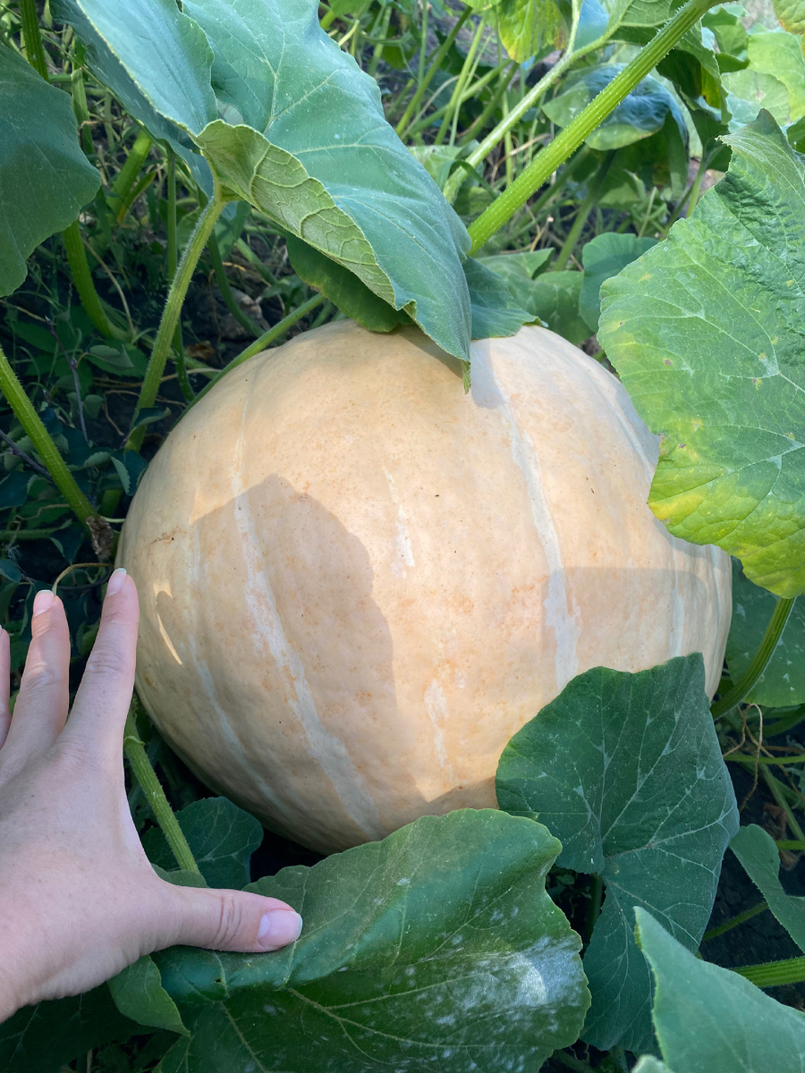 Фото автора. А слона-то мы и не увидели)))