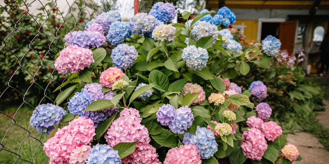Гортензии во второй половине августа - важные моменты ухода
