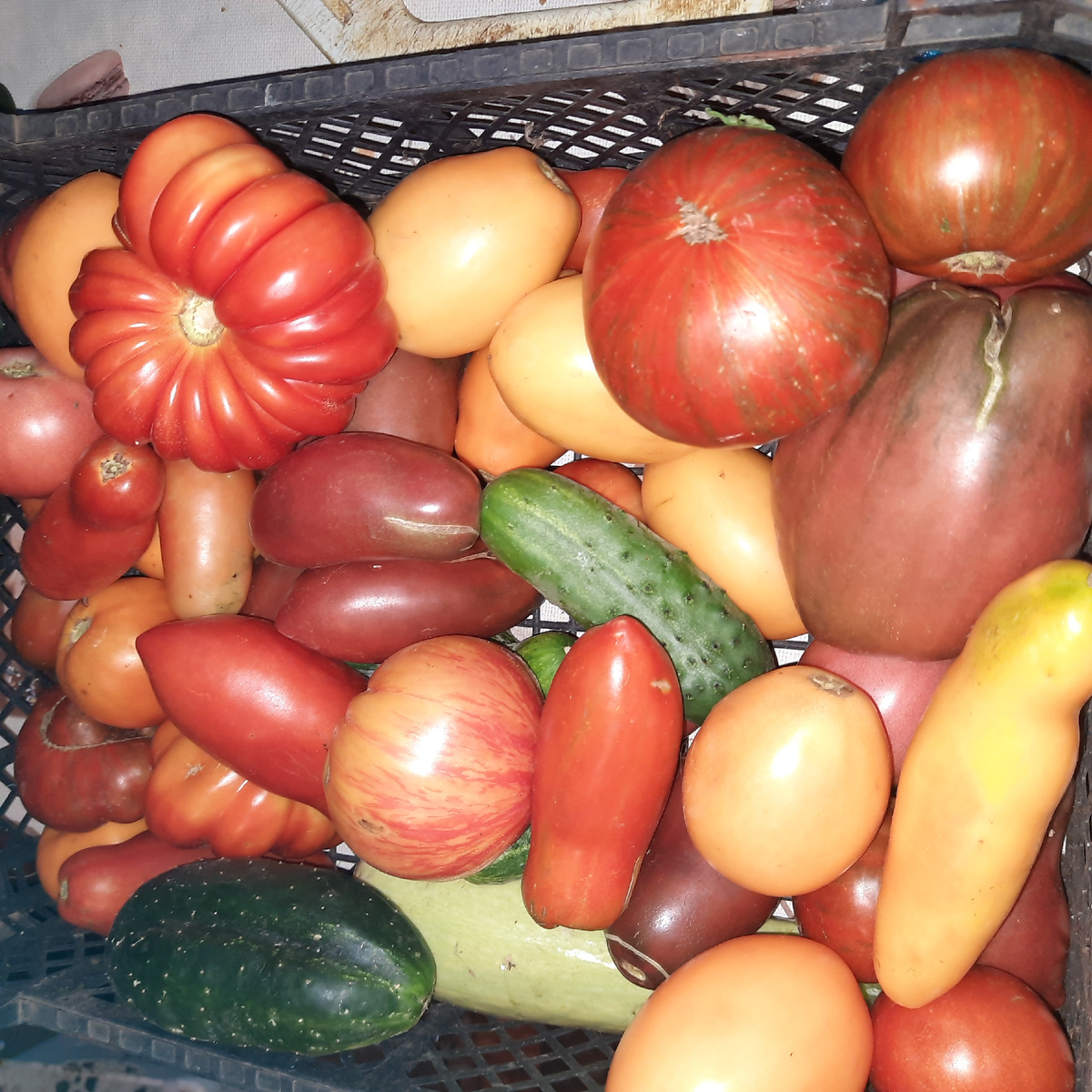 Урожай за выходные