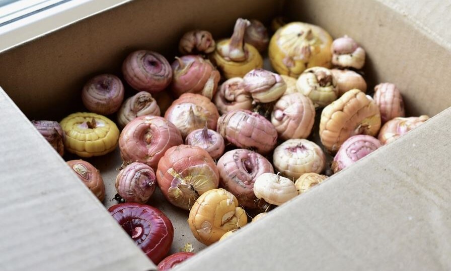 Как правильно хранить гладиолусы после выкопки: пошаговая инструкция