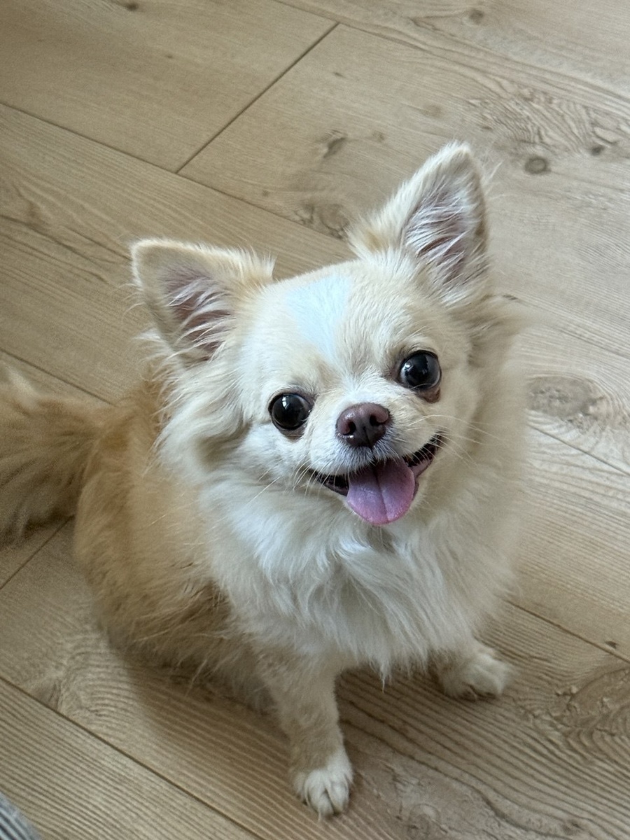 Знакомьтесь: чихуахуа Зорька