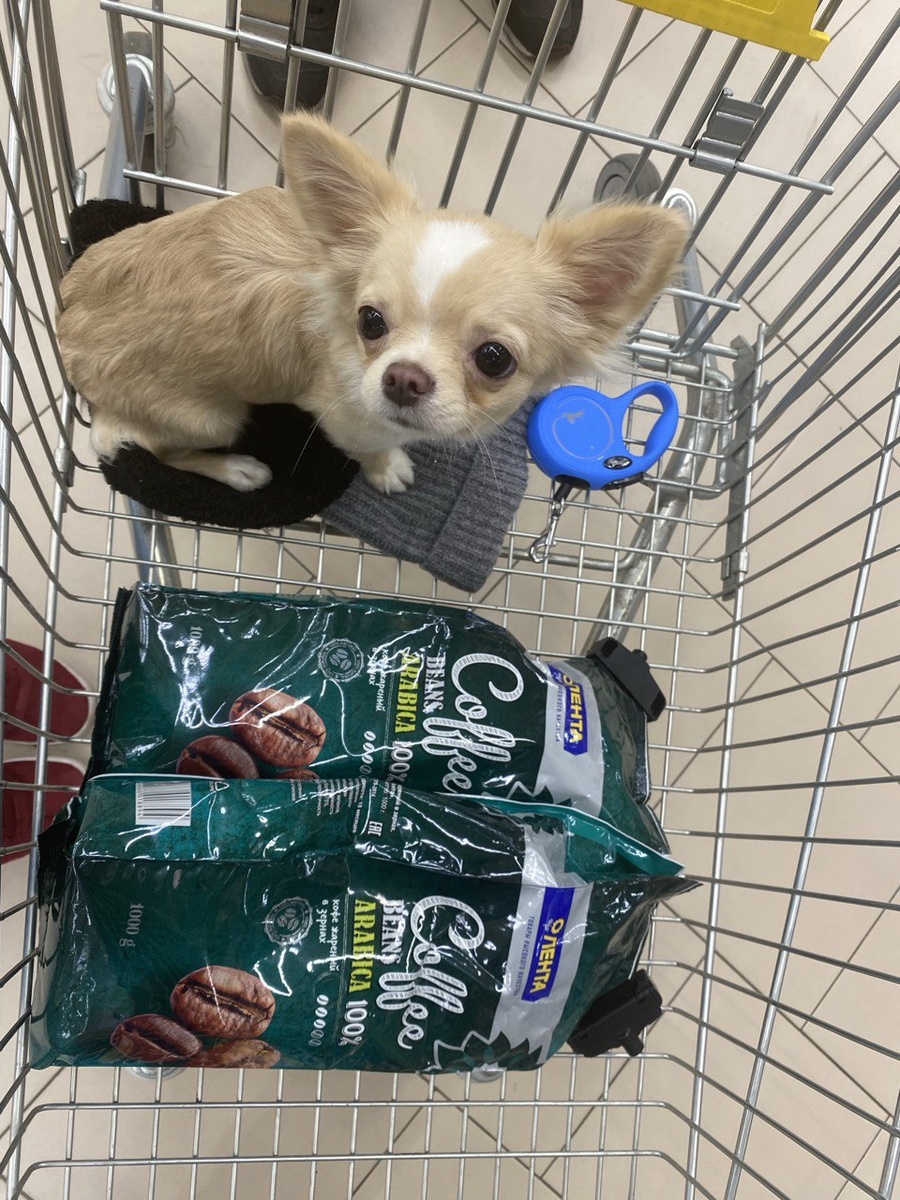 Чихуахуа на шоппинге: просто посадили в тележку и вперед, за покупками!