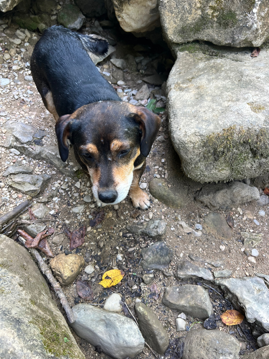 Четвёртый член нашей группы — Бобик.