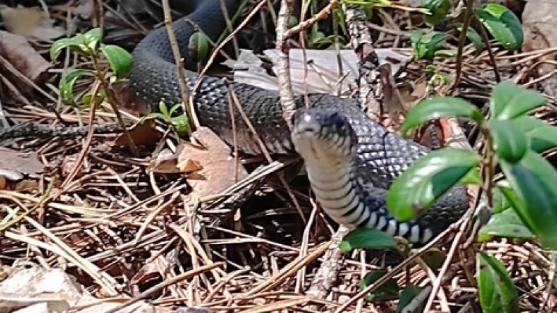     Змея. gribniki22rus