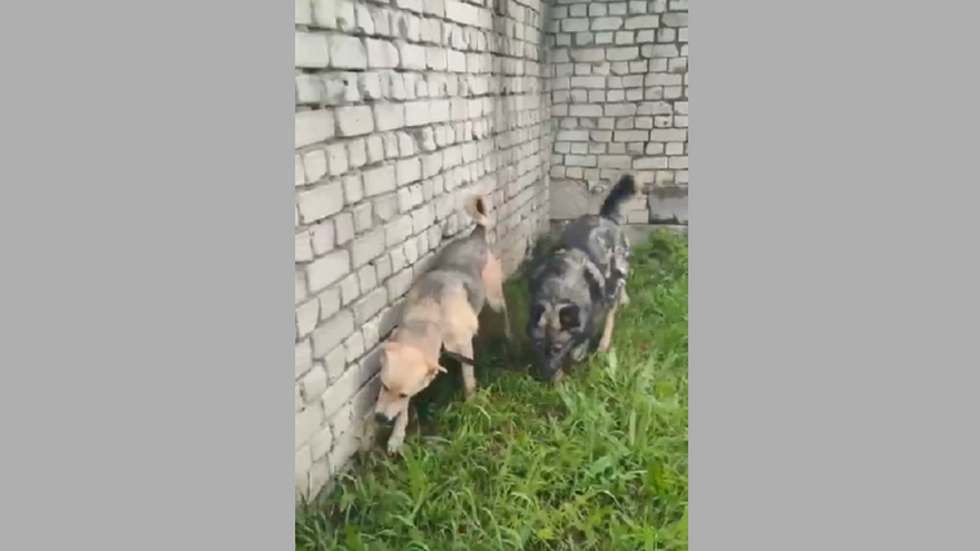 Батоше и Лапику из приюта для животных в Брянске ищут дом