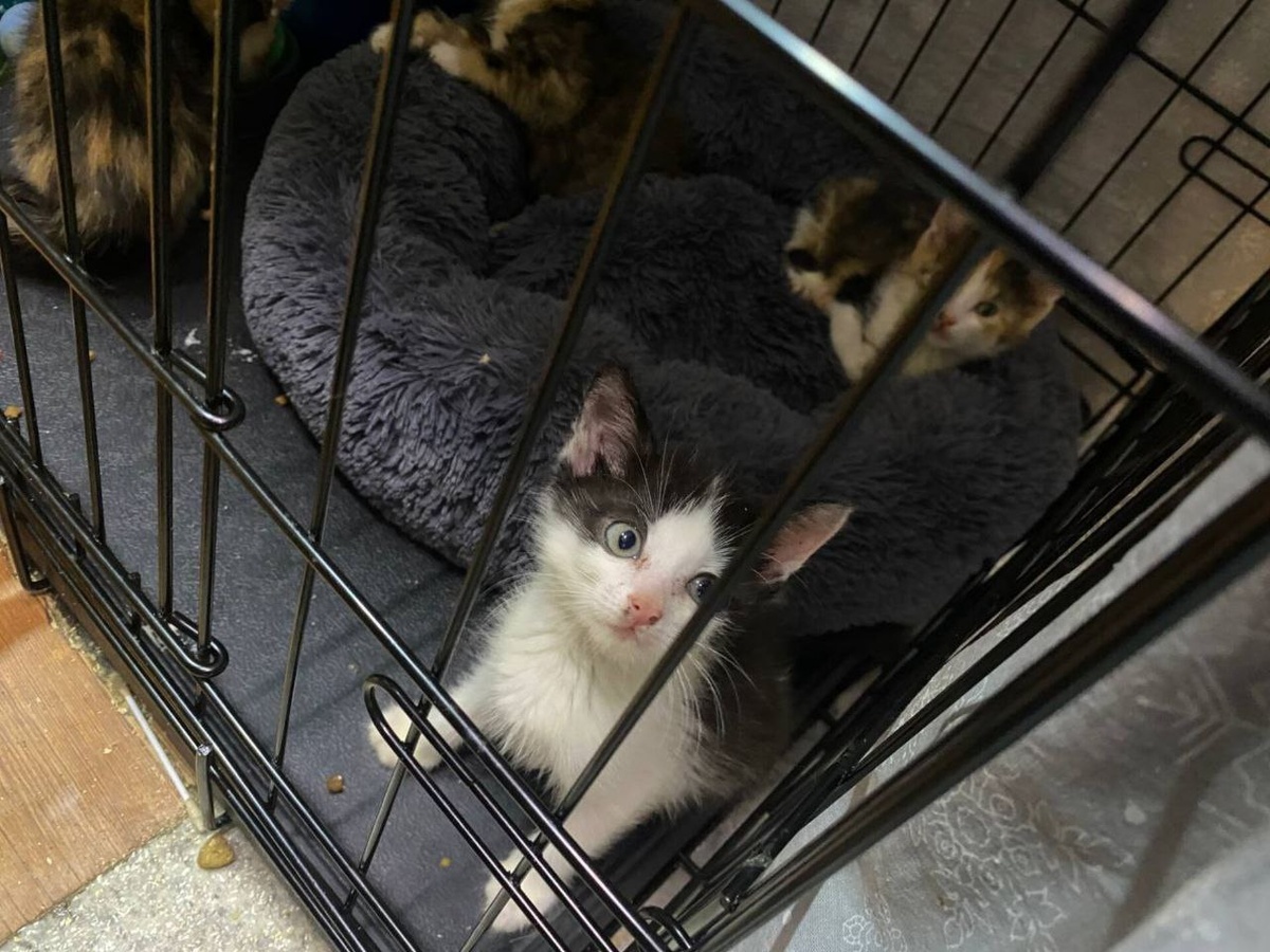     Фото: предоставлено Александром Храмцовым