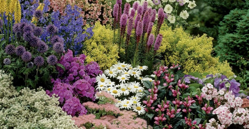 Анализ цветника: какие растения пережили жару, дожди и моё равнодушие