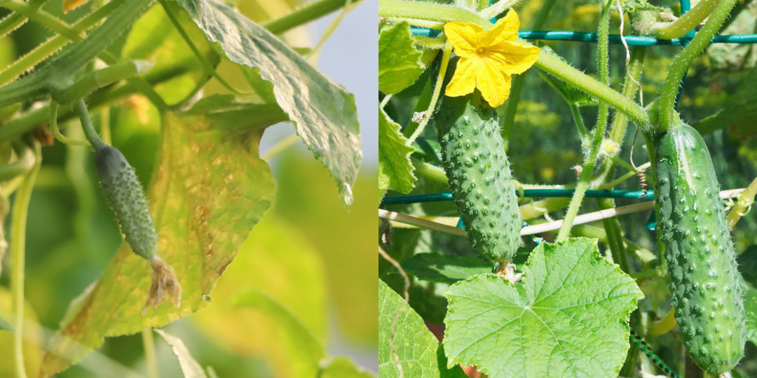 Забыл про увядание огурцов после августовской подкормки золой. Продлеваю плодоношение до первых заморозков