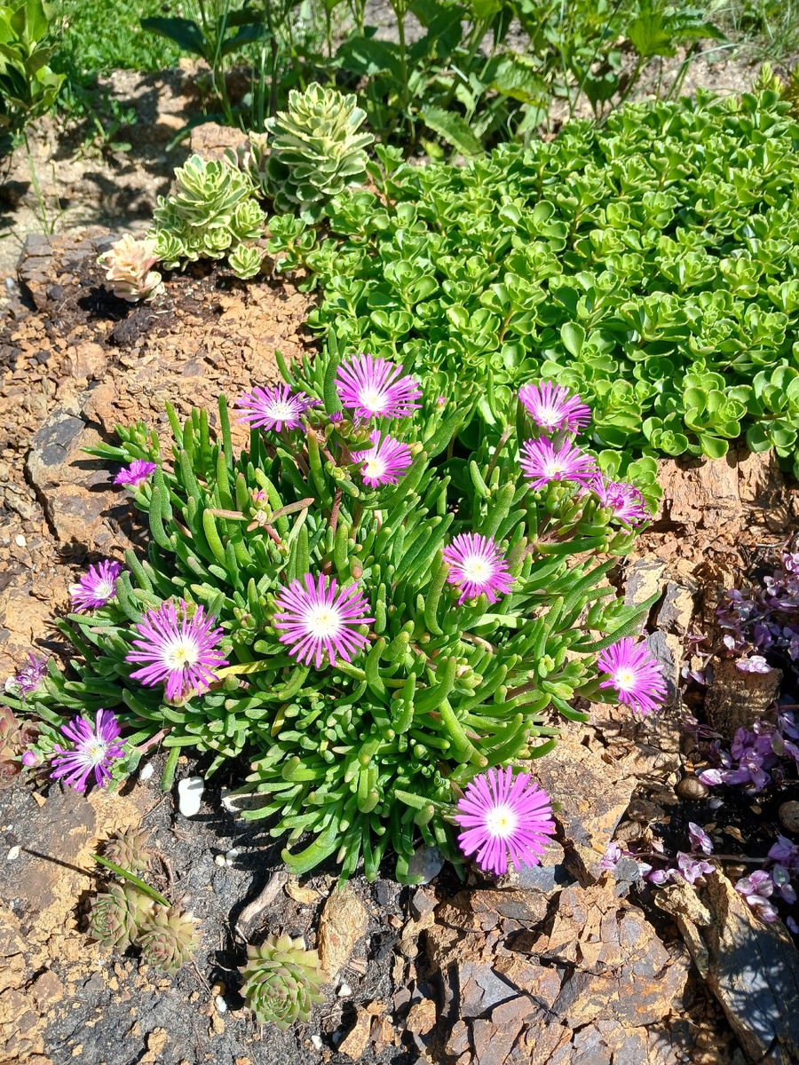 "Огни большого города", 4 месяца после посева.