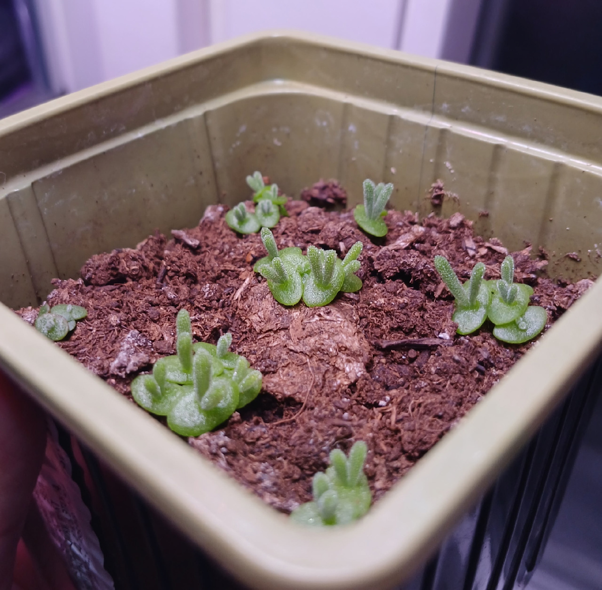 Рассада 20 февраля