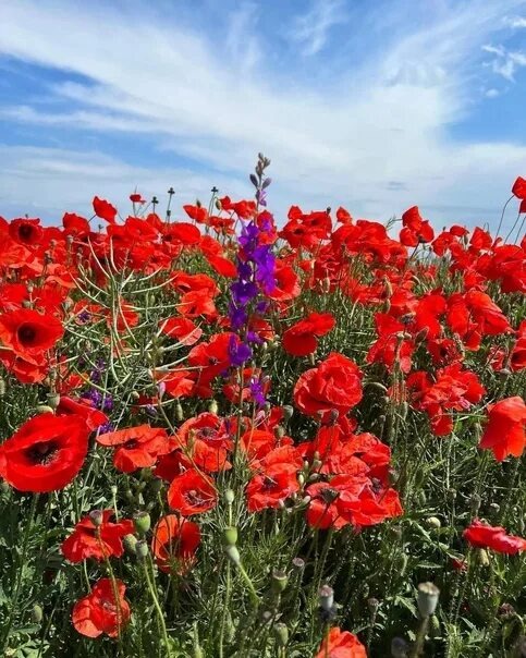 Цветение маков.