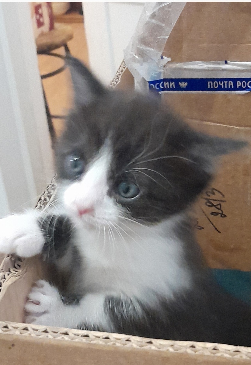 Маркиза. До болезни.