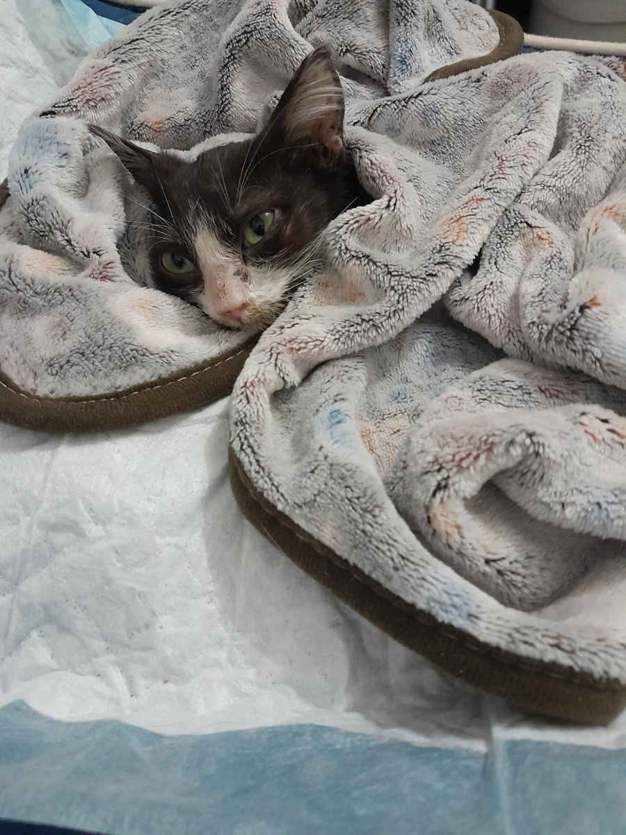 Маркиза  болеет.