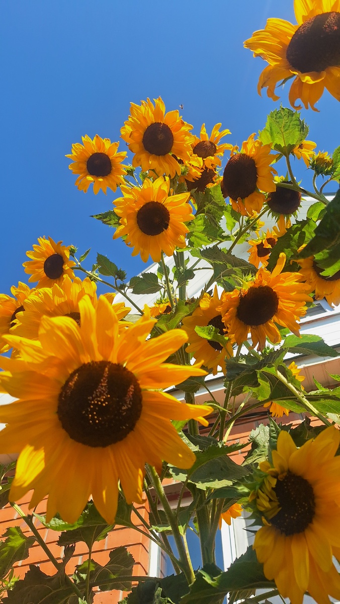 Фото автора. Соскучившиеся солнышки-подсолнышки.