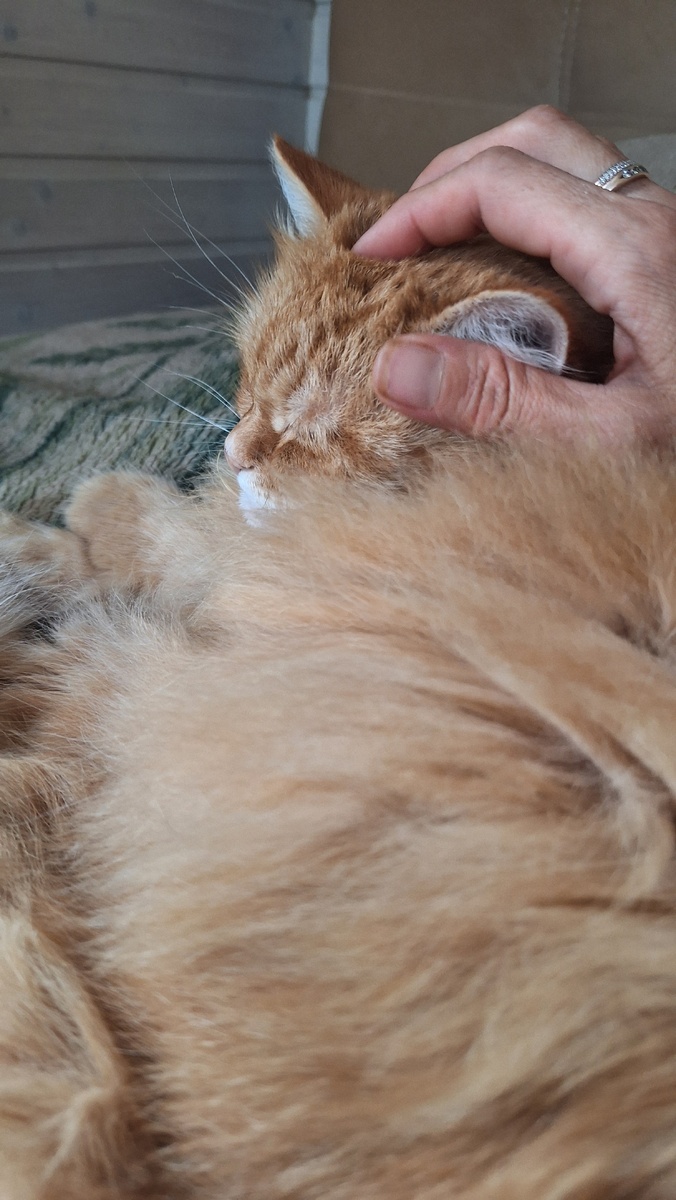 Фото автора. Колючка в колючках собственной персоной.