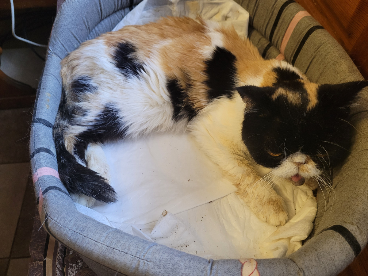 Наша Масяня сегодня