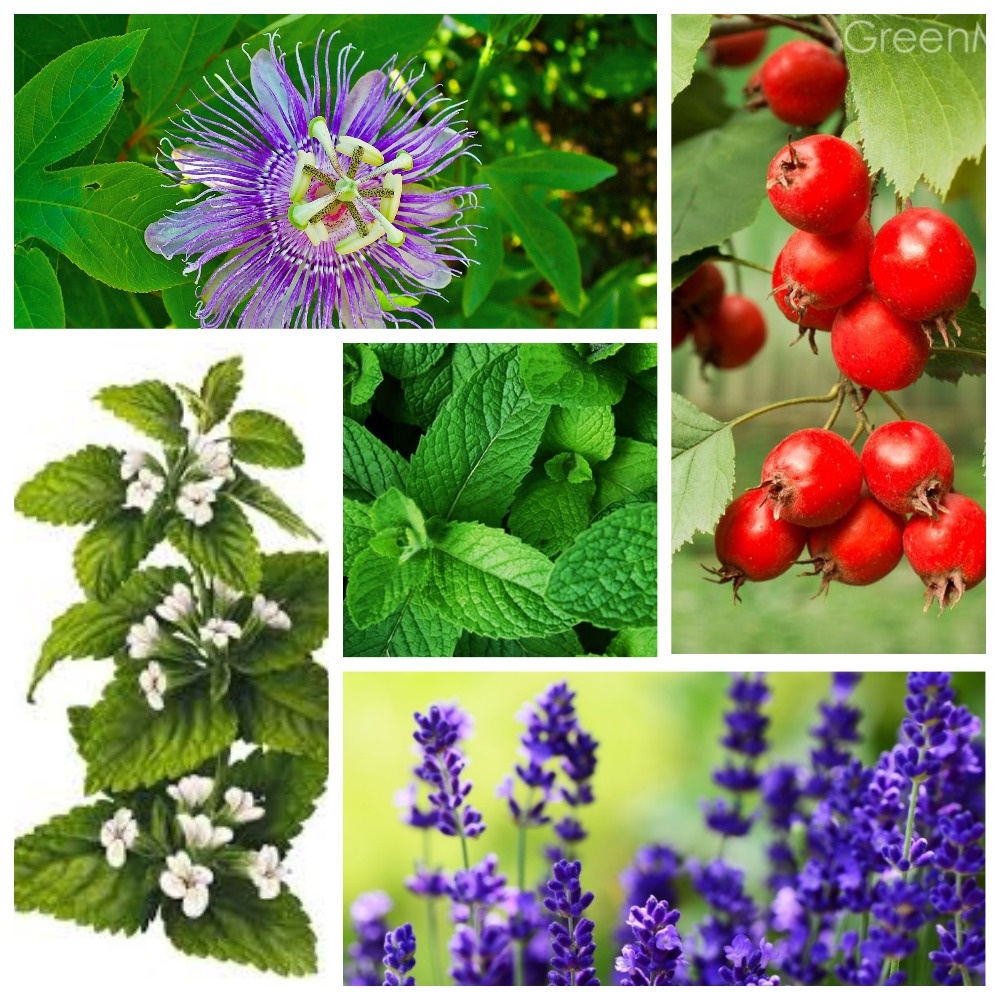 Лучшие травы для успокоения и снятия стресса