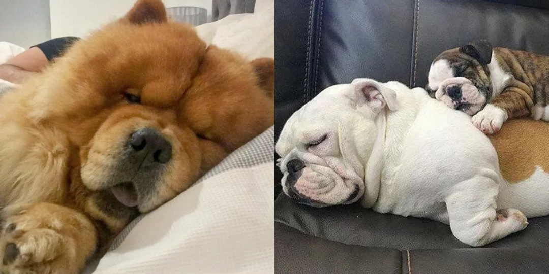 Идеальны для спокойной жизни: 8 ленивых пород собак, которые составят вам компанию лежа перед телевизором