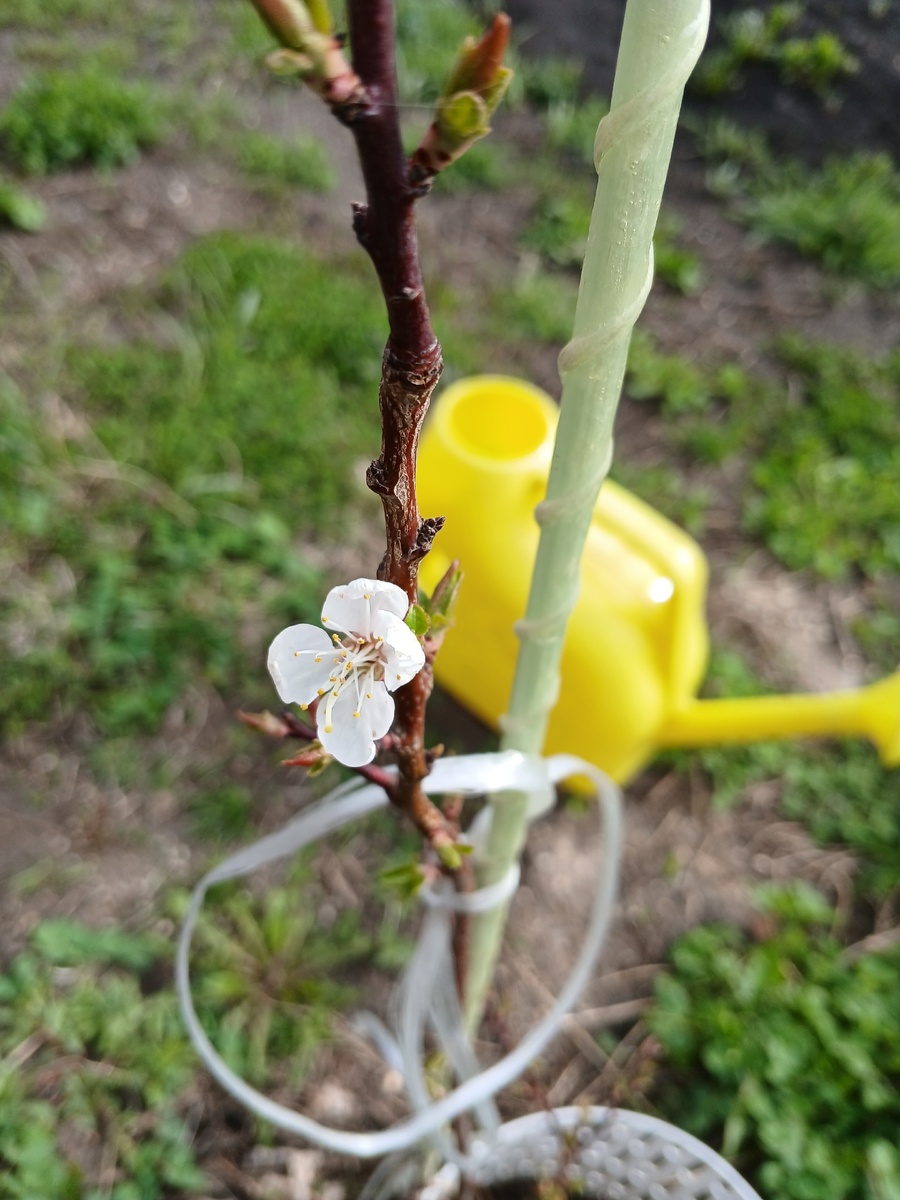 Молодой да ранний