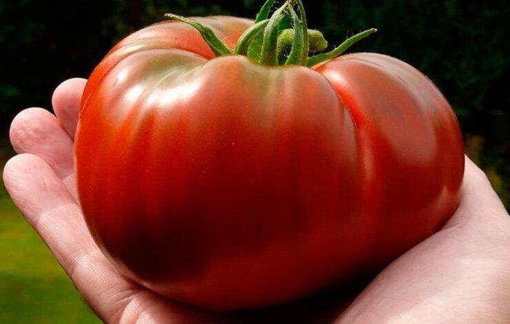 Как вырастить томаты гигантскими с помощью очень простой подкормки