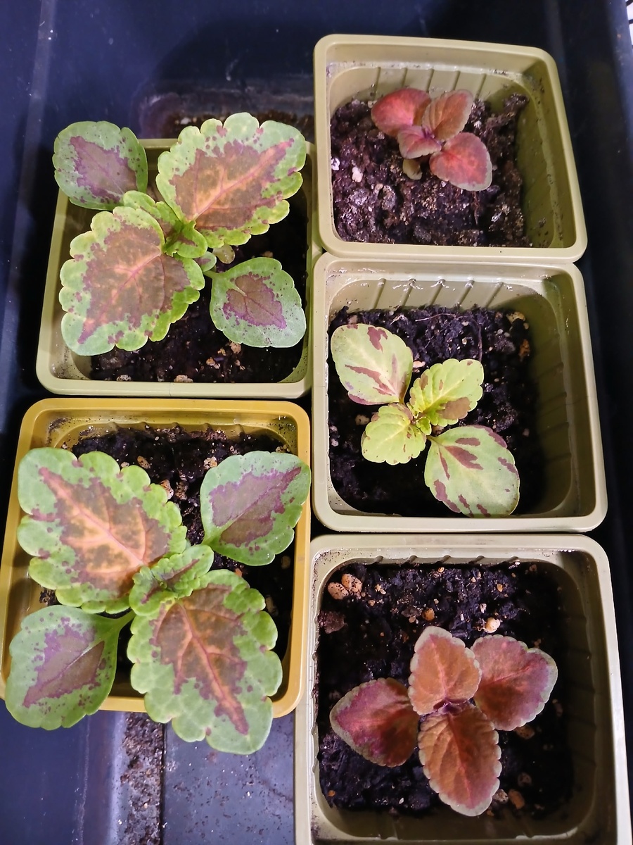 Рассада 5 апреля