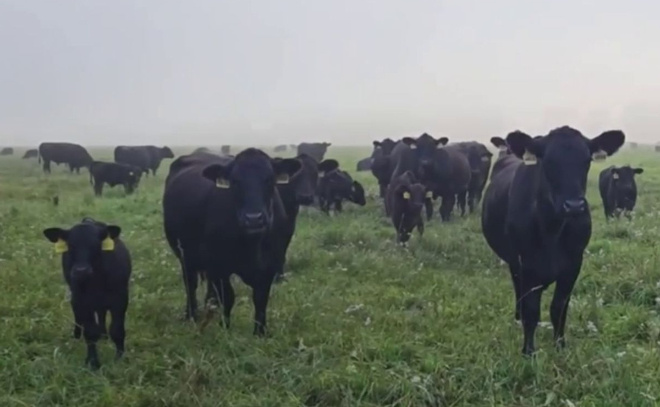    © Telegram-канал «Лира Бурак. Глава о главном»