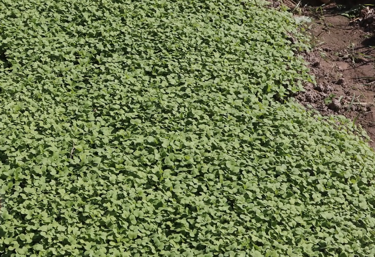 Как сделать землю в теплице плодородной и лёгкой как пух: секреты осенней подготовки грунта в теплице