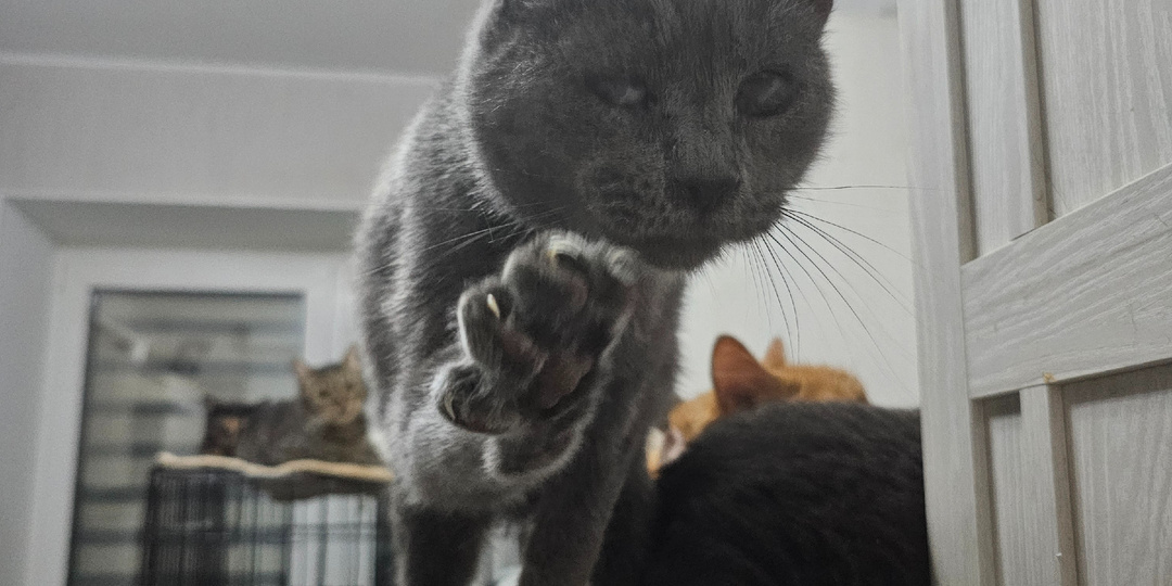 Умирают коты в приюте. Помогите спасти.