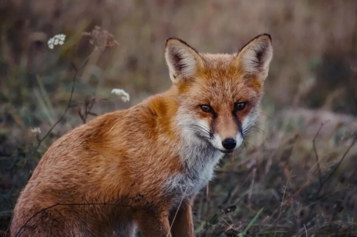    Едят крыс и лезут в дома.