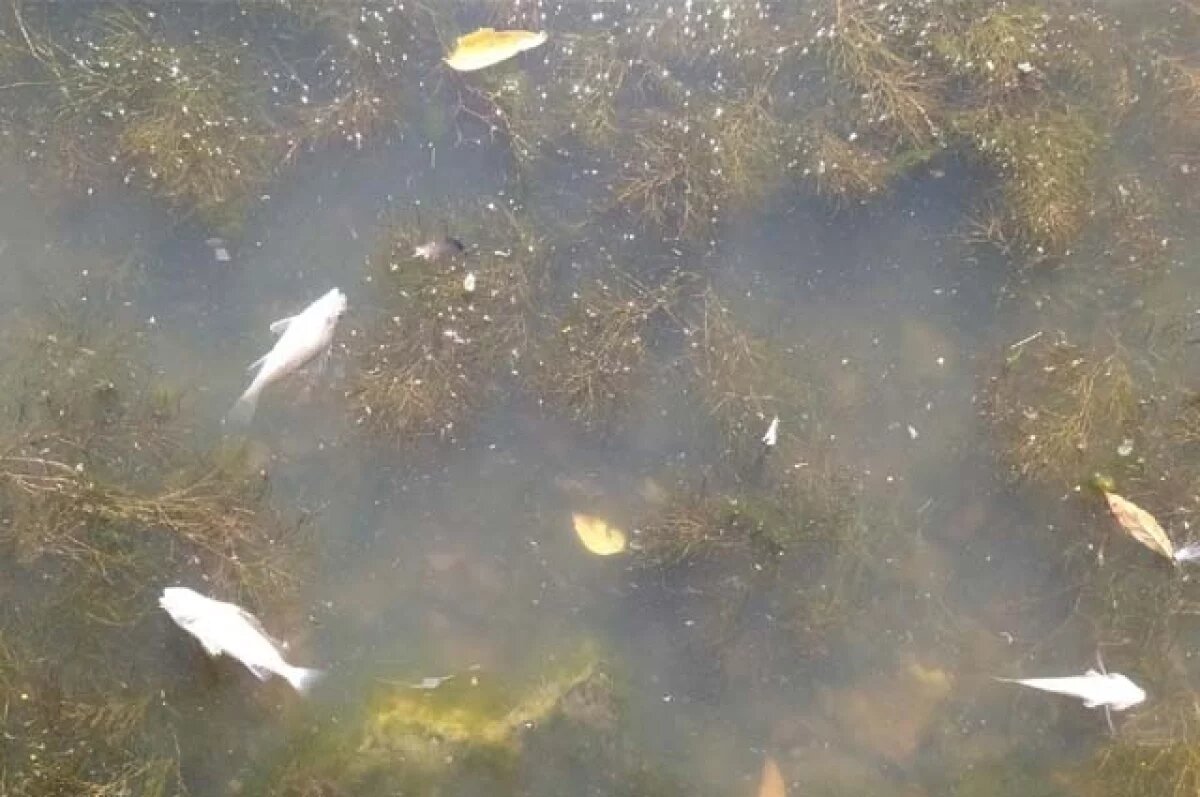    Россельхознадзор подтвердил складирование мёртвой рыбы в деревне Койриноя