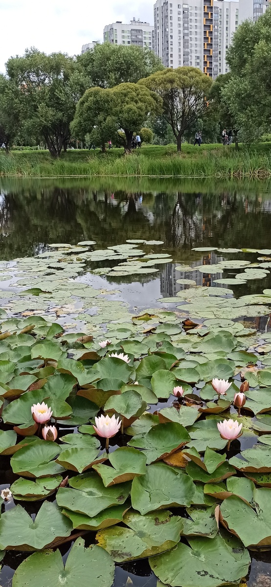 Парк у моего дома в СПб. Фрунзенский район.  Личное фото. 