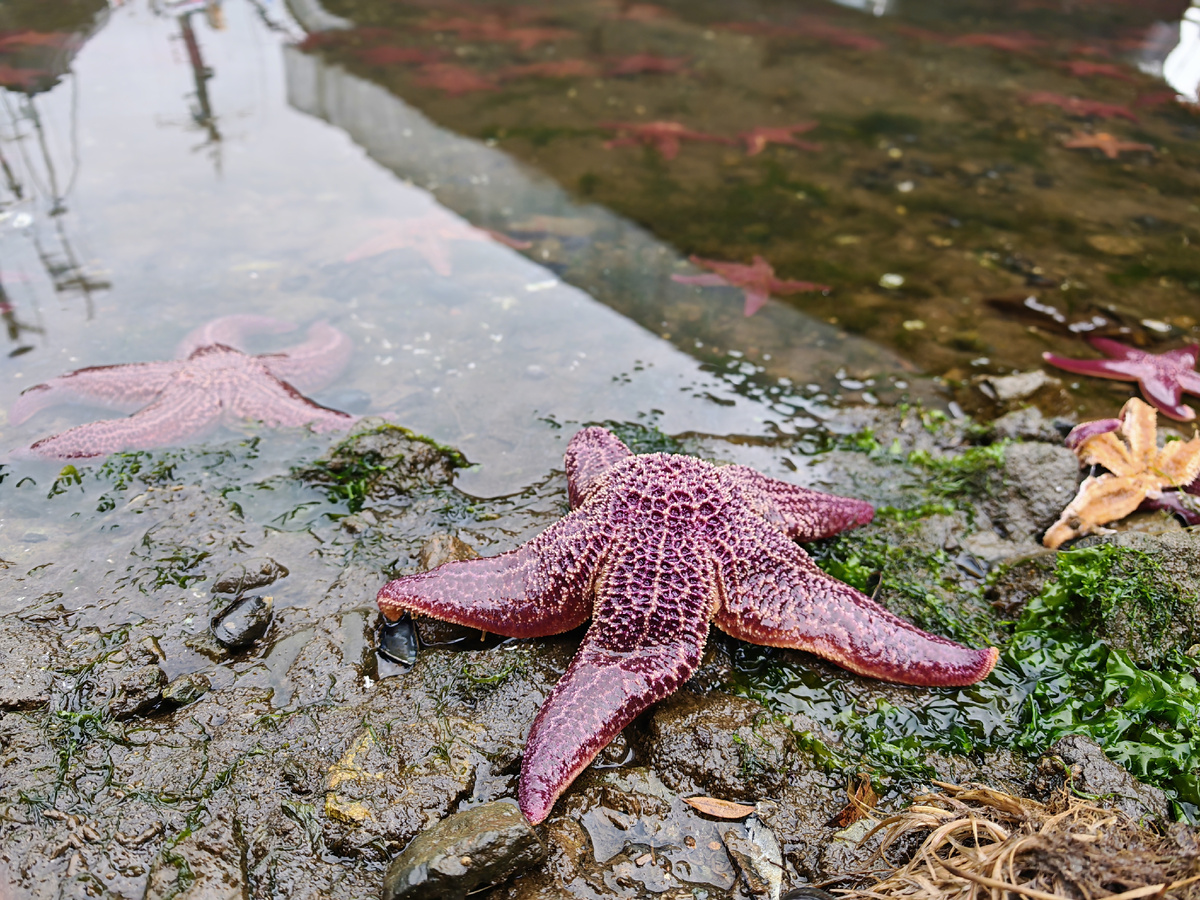 Морские звезды в порту Петропавловска-Камчатского. Фото автора