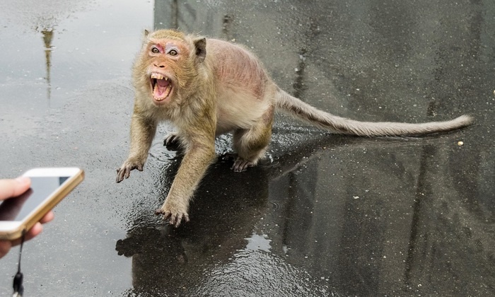    «Остров богов» превращен в ад
