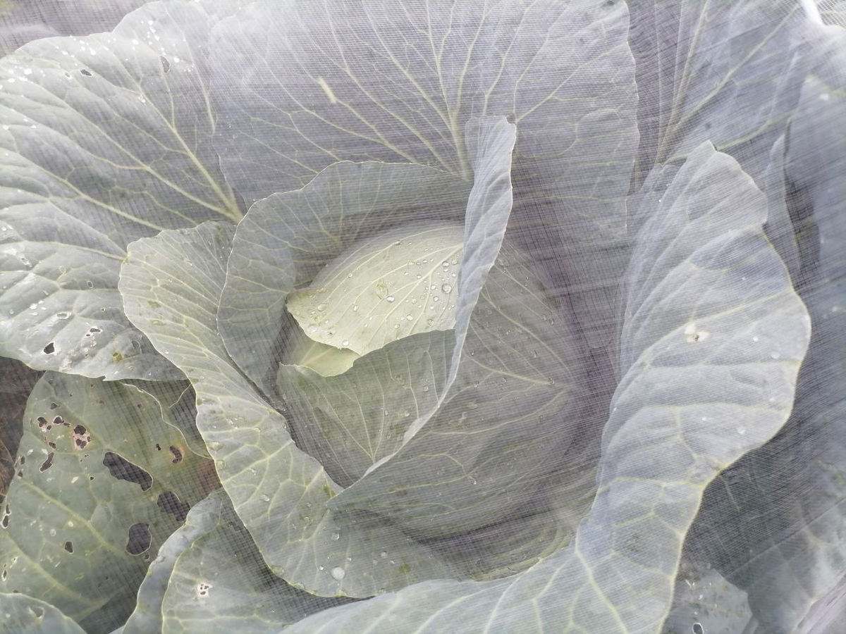 Капуста растет под сеткой от насекомых, листья нижние поедены слизнями, но не вся капуста, фото атвора