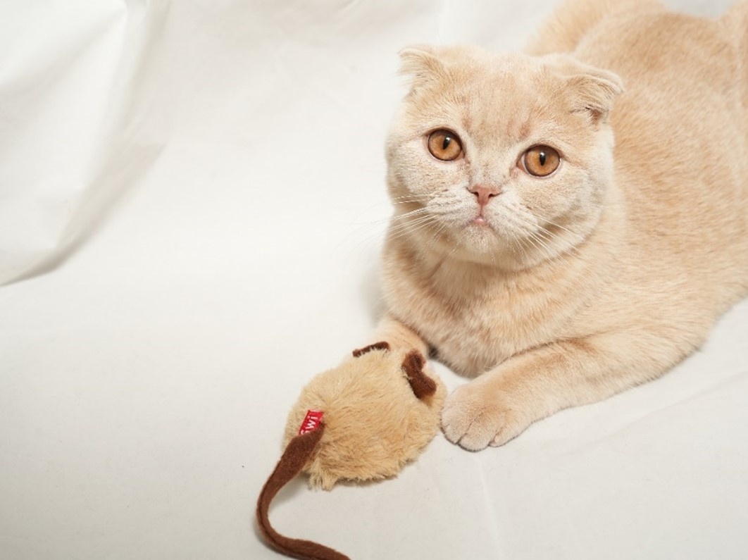 На фото – интерактивная «Мышка со звуковым чипом», серия SPEEDY CATCH от бренда GiGwi