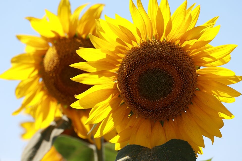    Подсолнухи, тепло. Погода. Источник: Олег Укладов