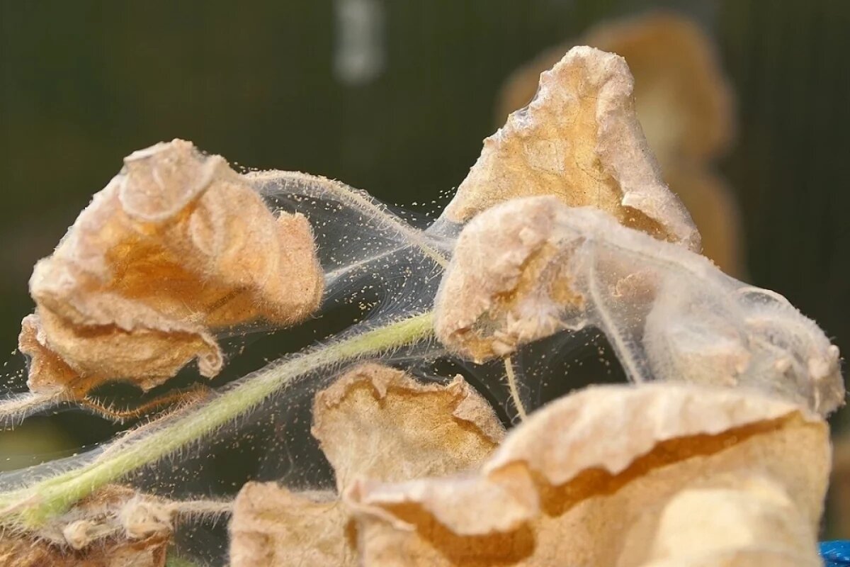    Растение, поражённое паутинным клещом.