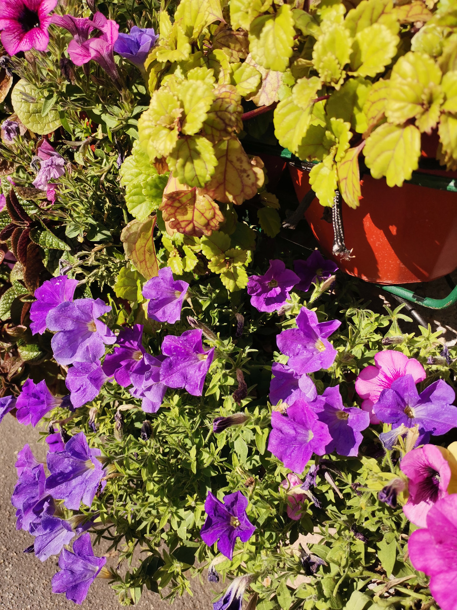 Цветов море, а насекомых нет! Почти нет... К чему бы это?