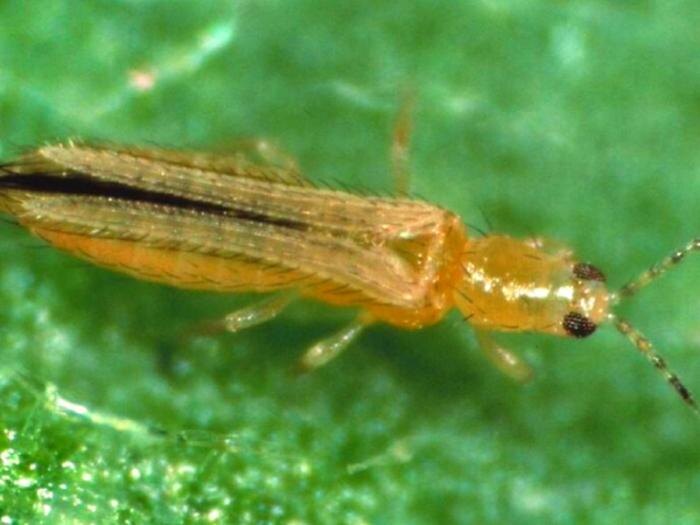     Фото: Россельхознадзор Свердловской области