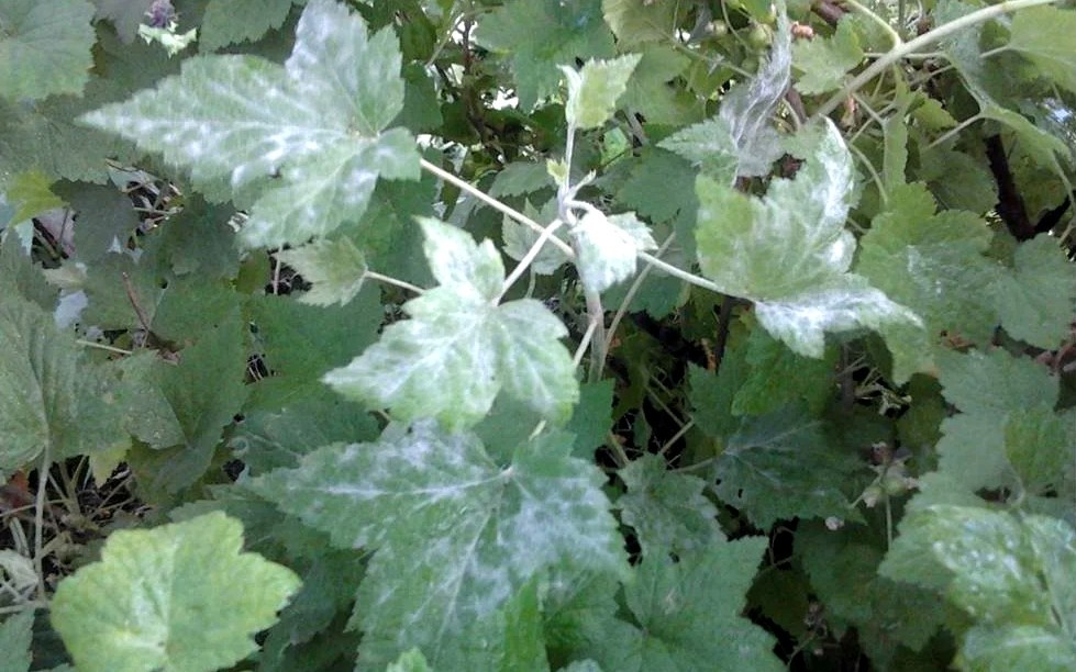 Мучнистая роса