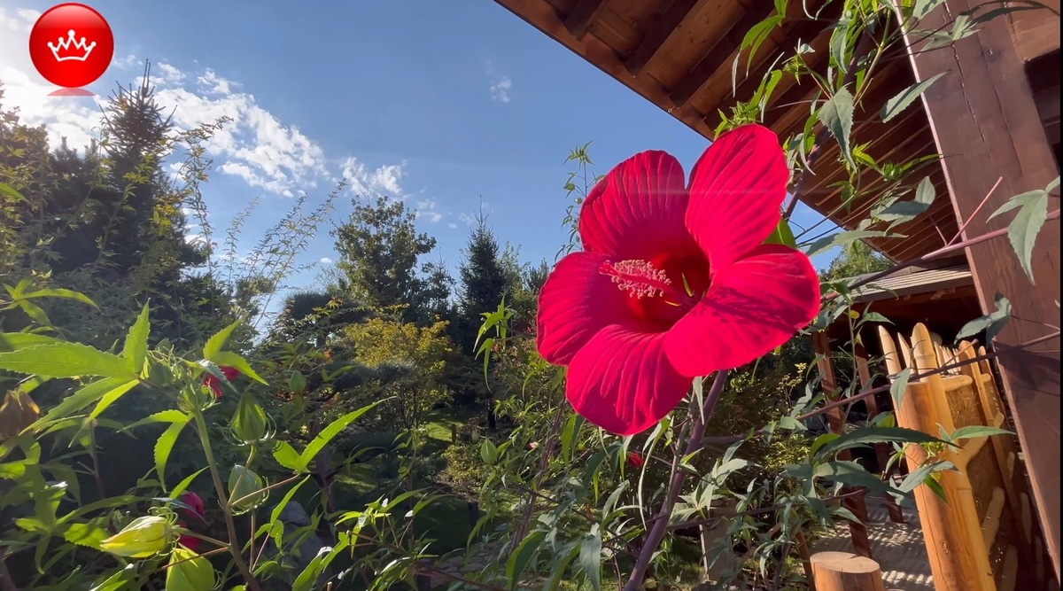 Гибискус болотный