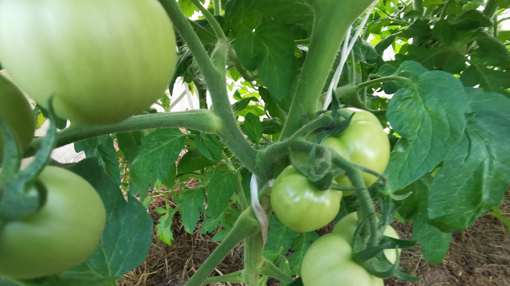 Типичная картина конца августа - кусты увешаны зелеными томатами