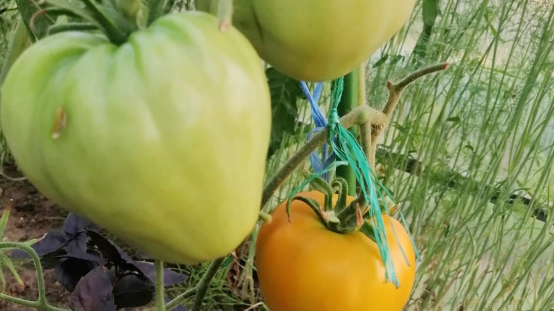  За две недели созрело всего 15% плодов. 