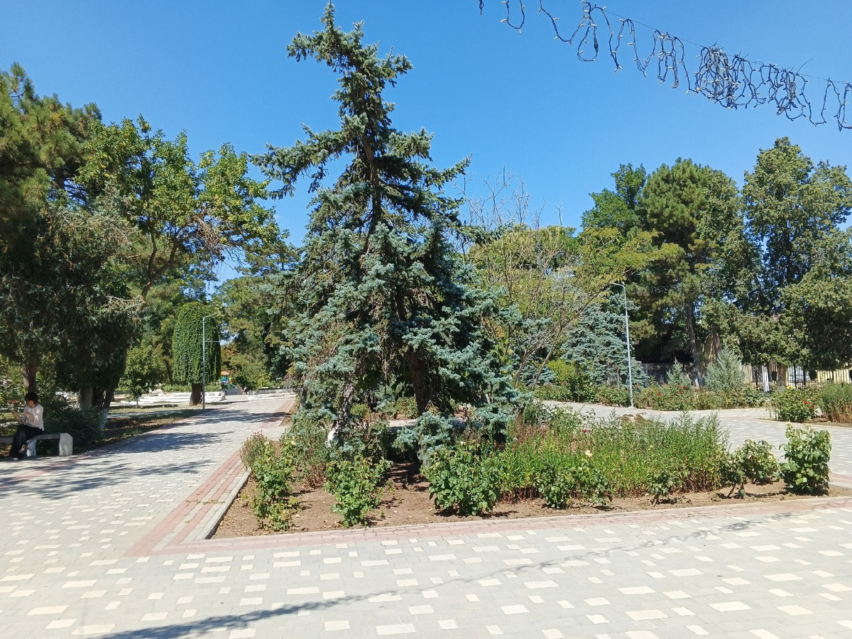 Розы. Как же в Крыму без роз! Пока они растут, но скоро здесь будет и цвет, и аромат. Фото Галины Малышевой.