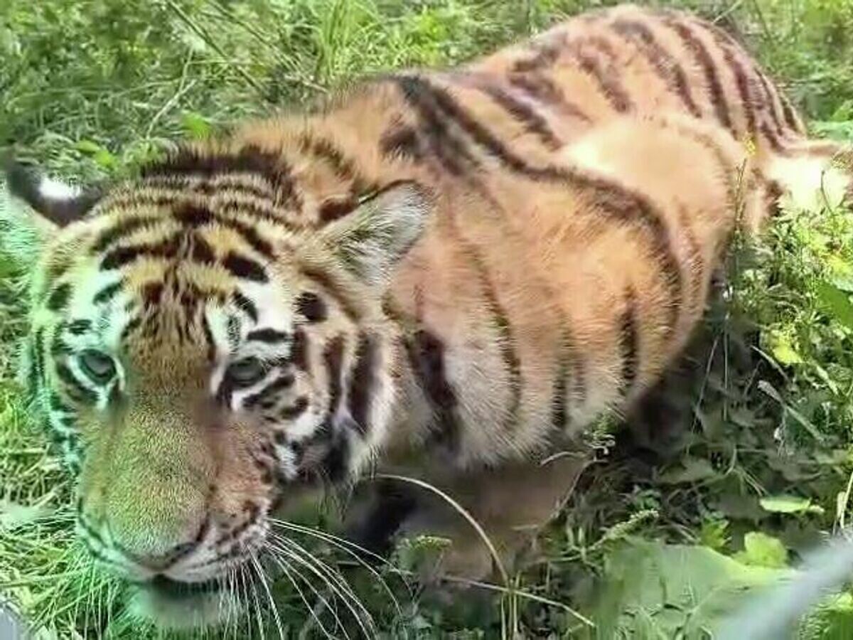    Тигрица Ольга в центре реабилитации в Приморье© Центр "Тигр"/Telegram