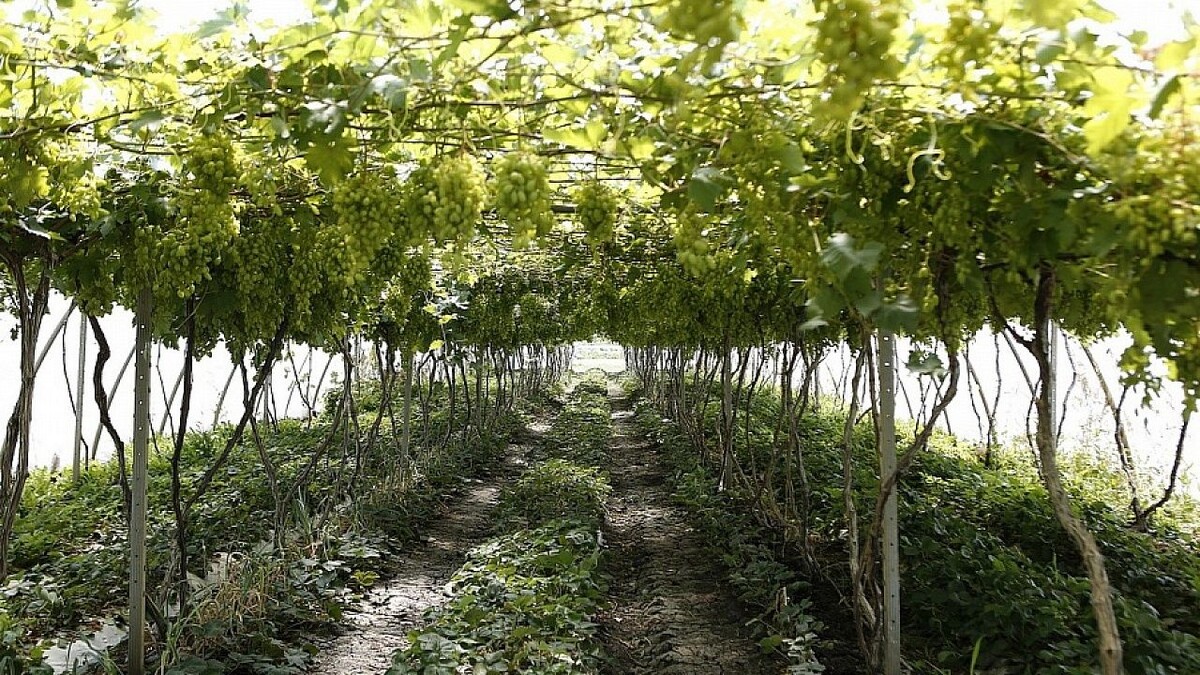    Фото: телеканал «Краснодар»