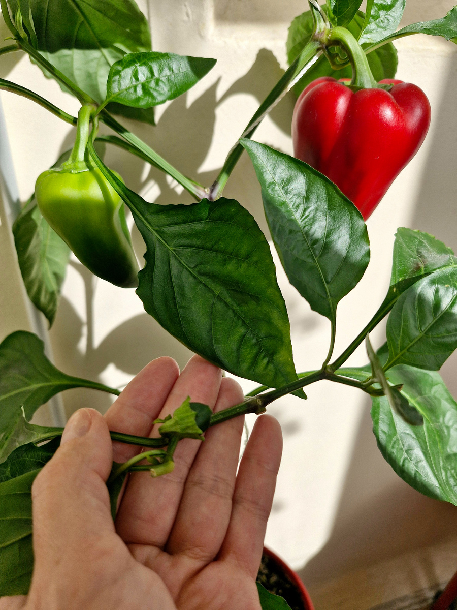 Новый малыш, 20.08.2025 г. Куст сладкого перца на лоджии автора 