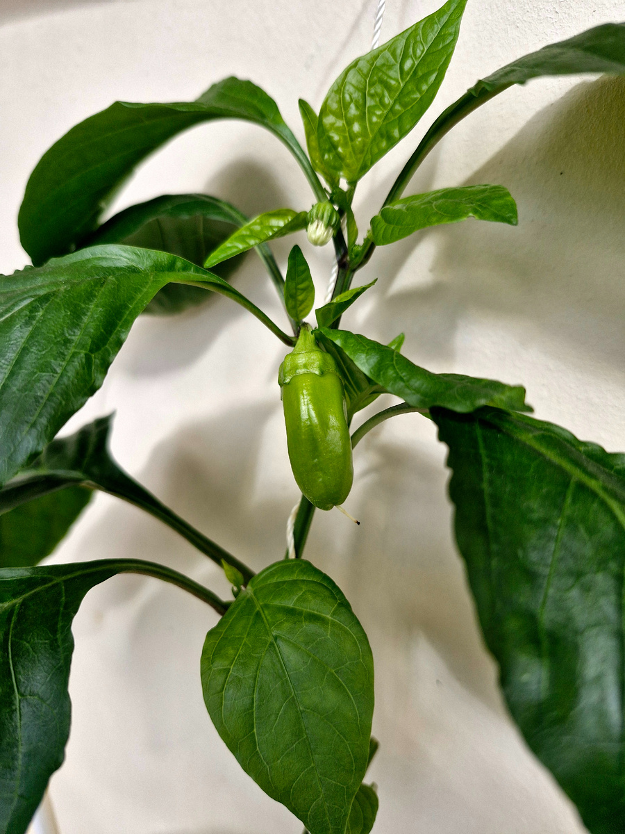 И на этом кусте маленький плод, и цвести собирается, 20.08.2025 г. 